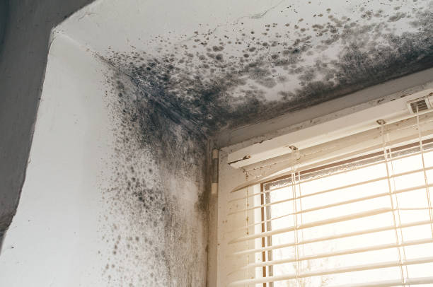 Trusted Crawl Space Mold Removal service in Sparta, IL - Cheap Mold Removal