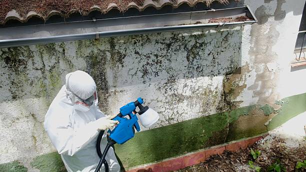 Trusted Mold Removal service in Sparta, IL - Cheap Mold Removal
